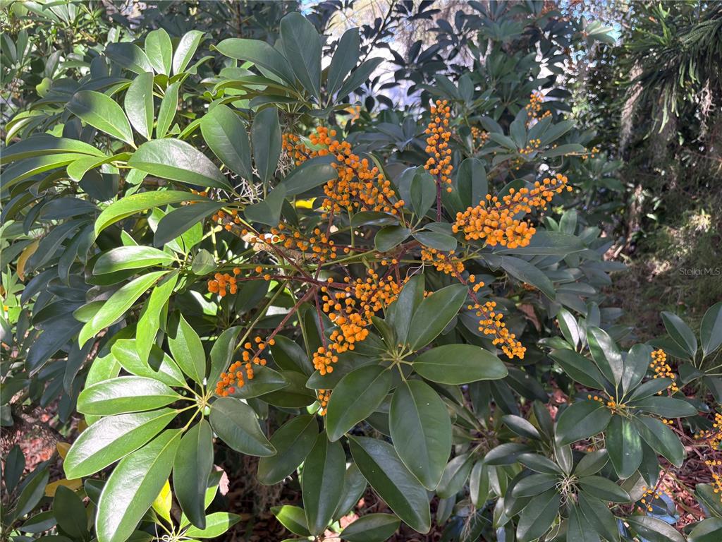 324 Alemander Avenue DeBary, FL 32713 - Photo 38 of 40 a picture of tree