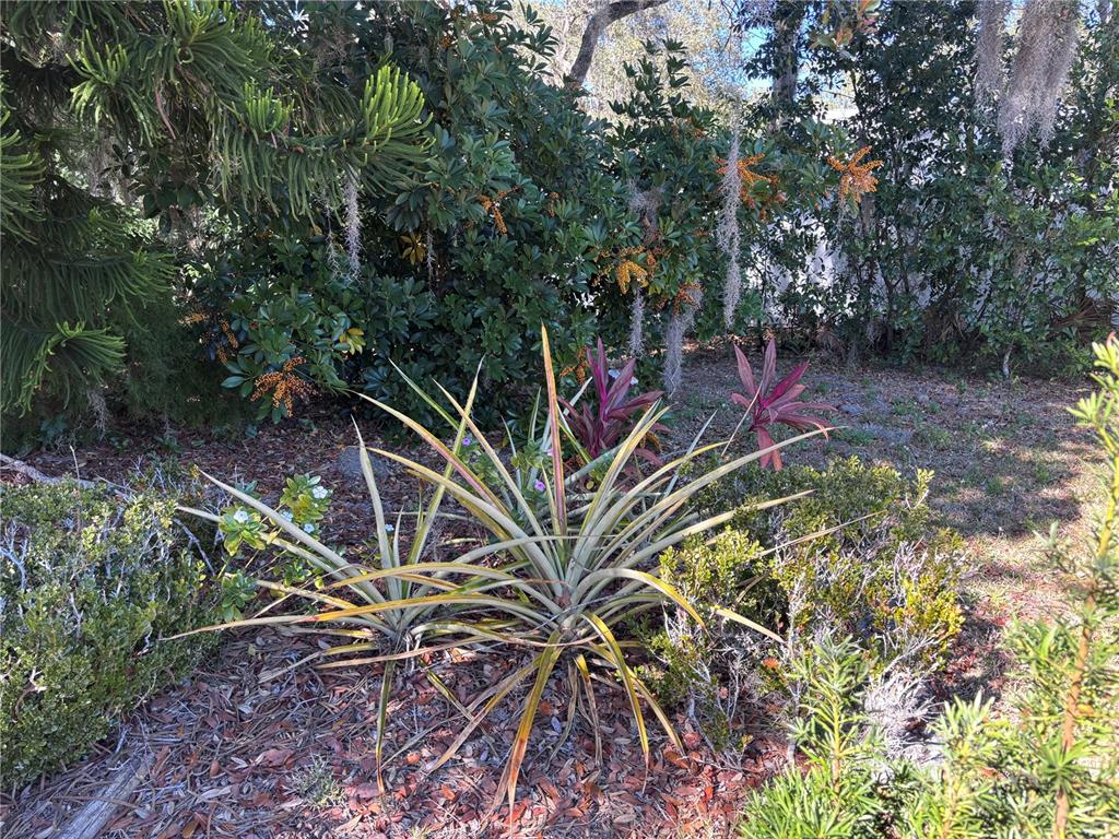 324 Alemander Avenue DeBary, FL 32713 - Photo 39 of 40 a view of a backyard