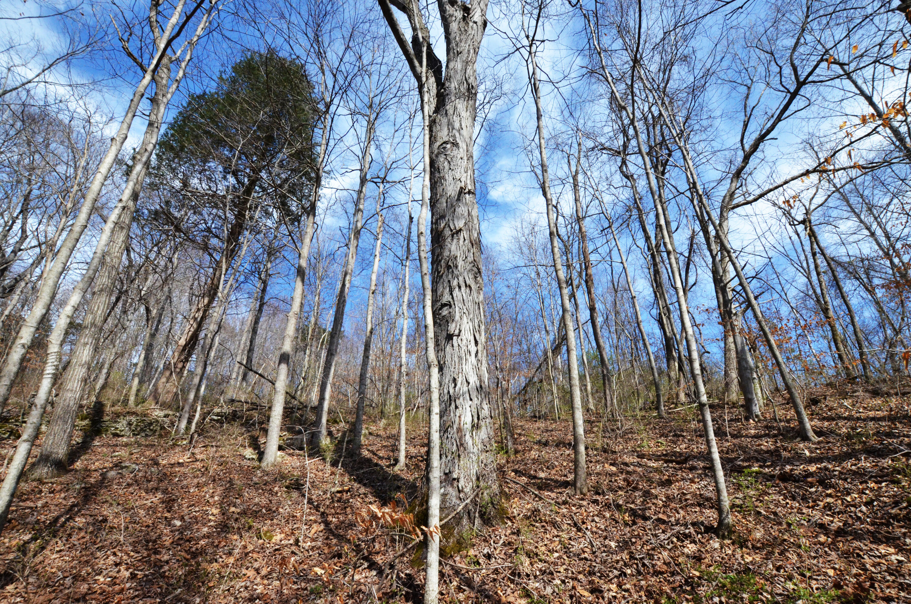 615 Bobby Miller Road Irvine, KY 40336 - Photo 47 of 50 Timber!