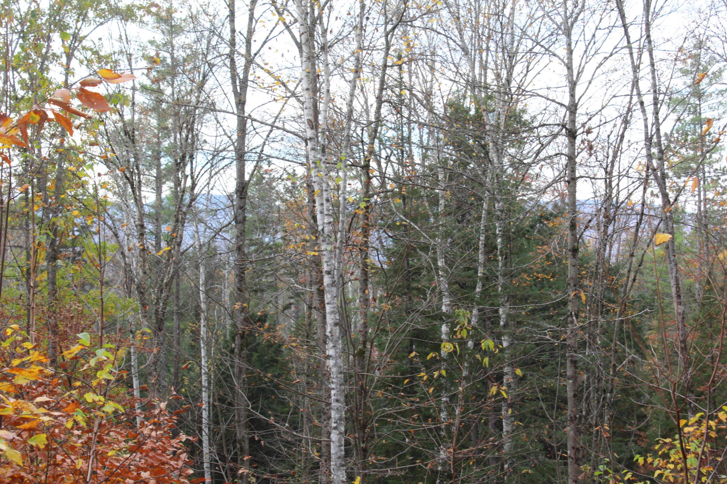 Lot # South Barbour Road Stow, ME 04037 - Photo 8 of 36 VIEWS