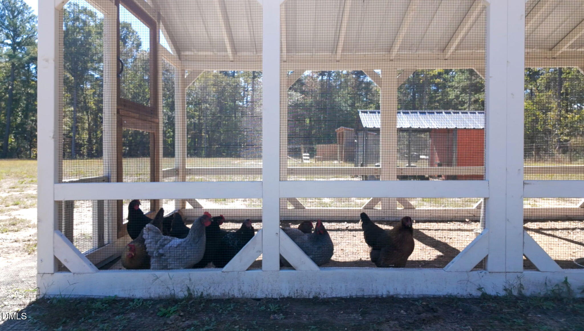 1280 Dickinson Road Smithfield, NC 27577 - Photo 57 of 60 chickens