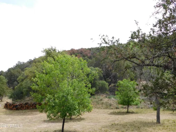 a view of a forest with trees in the background