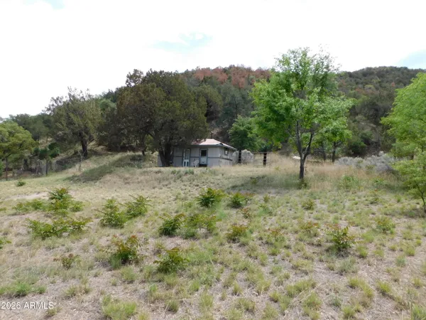 a view of a forest with a street