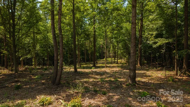 a view of a yard with trees
