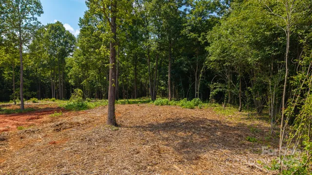 a view of a tree in the middle of a yard