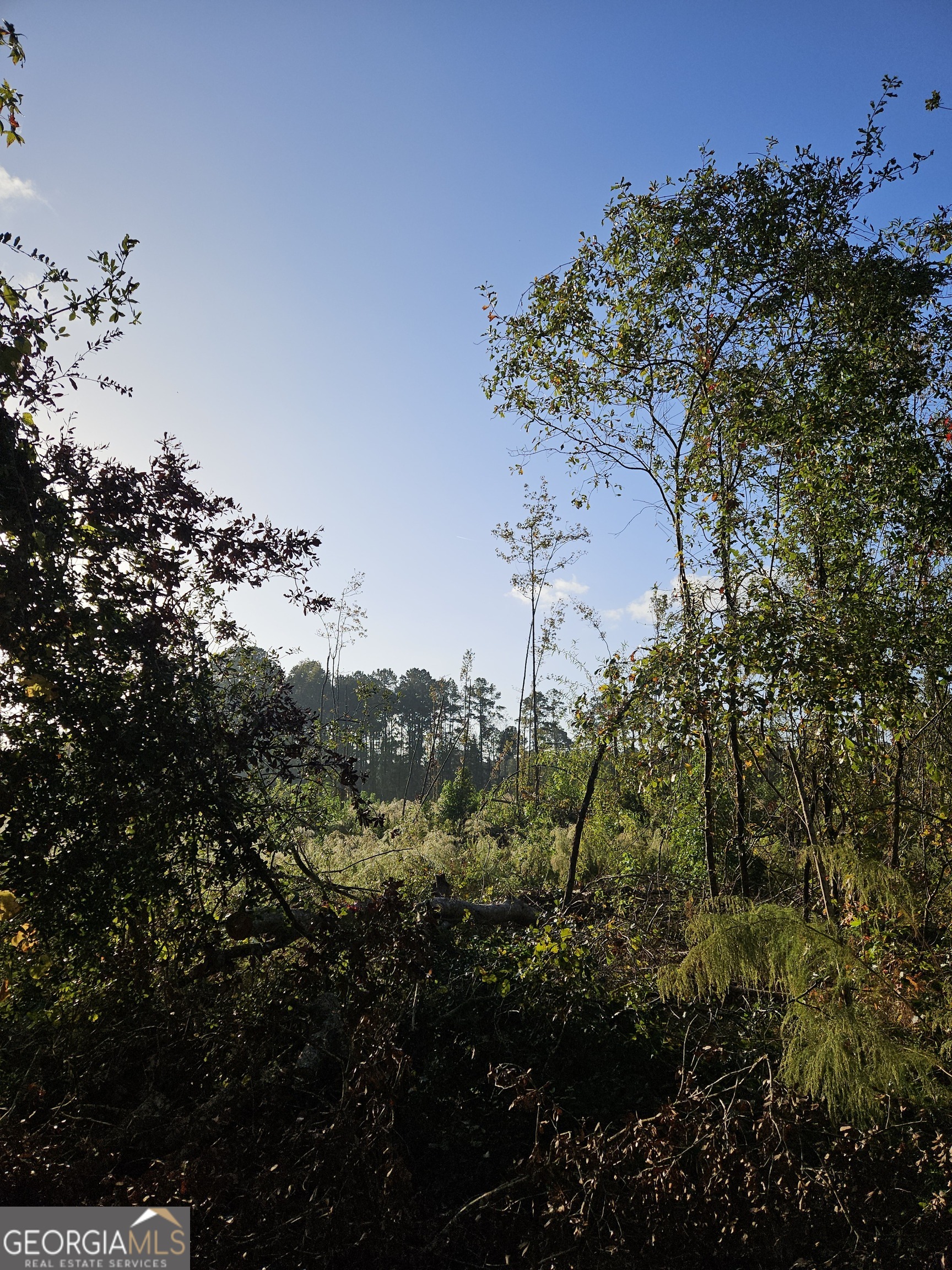 a view of a bunch of trees and bushes