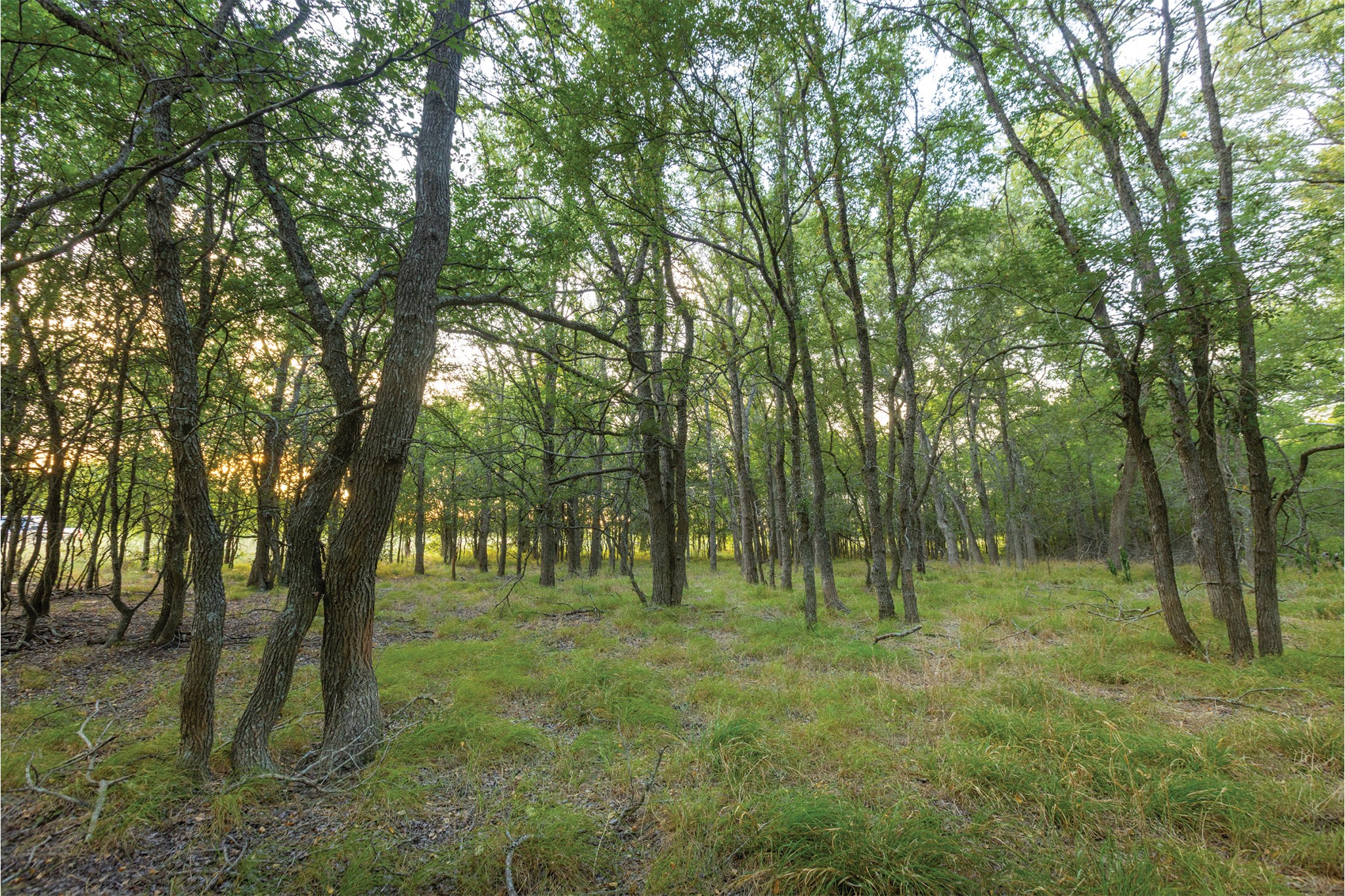 498 North County Line Road Elgin, TX 78621 - Photo 13 of 40 View of tree filled area