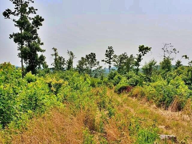 169 County Road 188 Decatur, TN 37322 - Photo 19 of 24