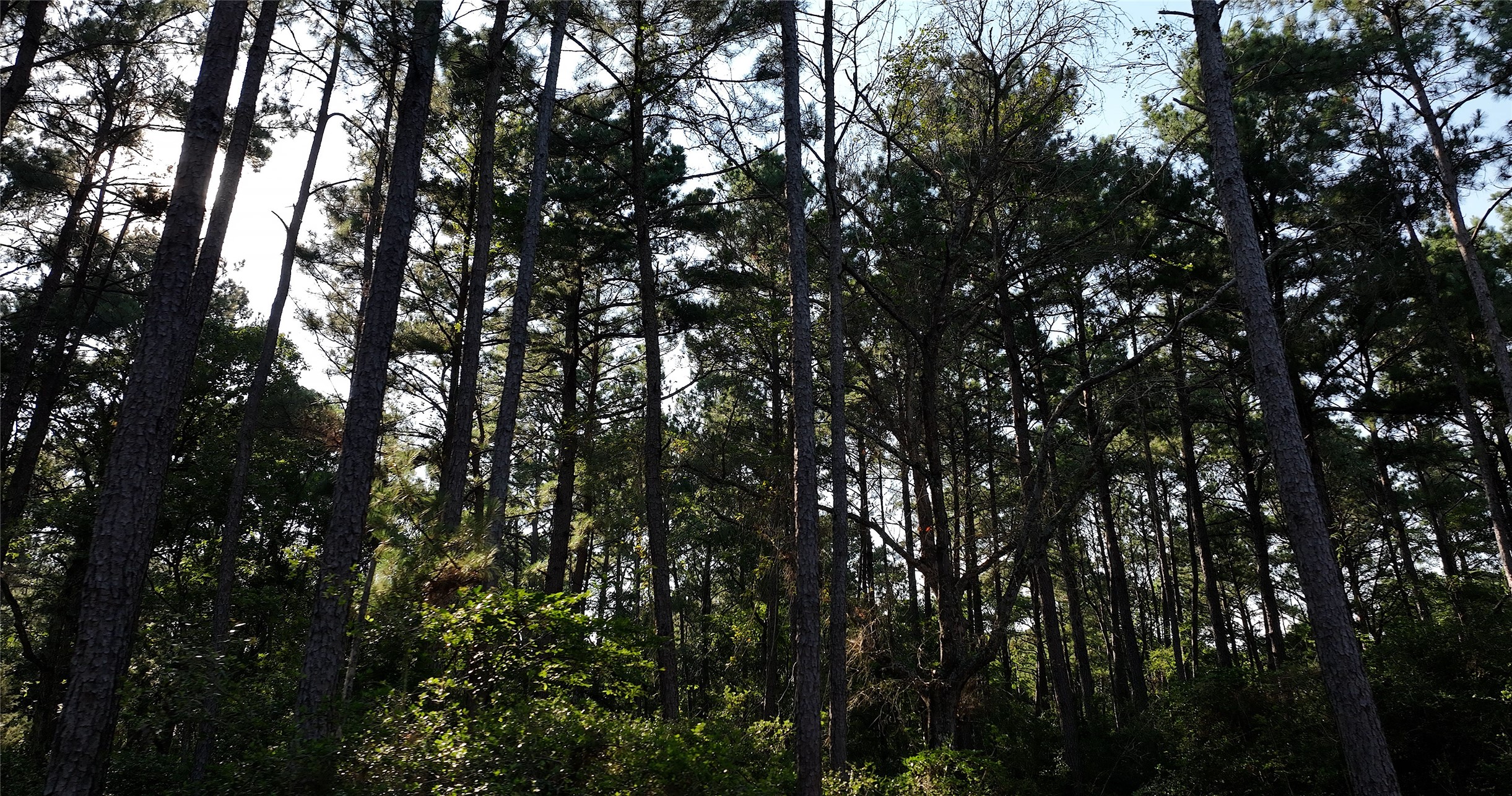 362 Rd Waller Tx 77484 Road Waller, TX 77484 - Photo 18 of 21 a view of tree