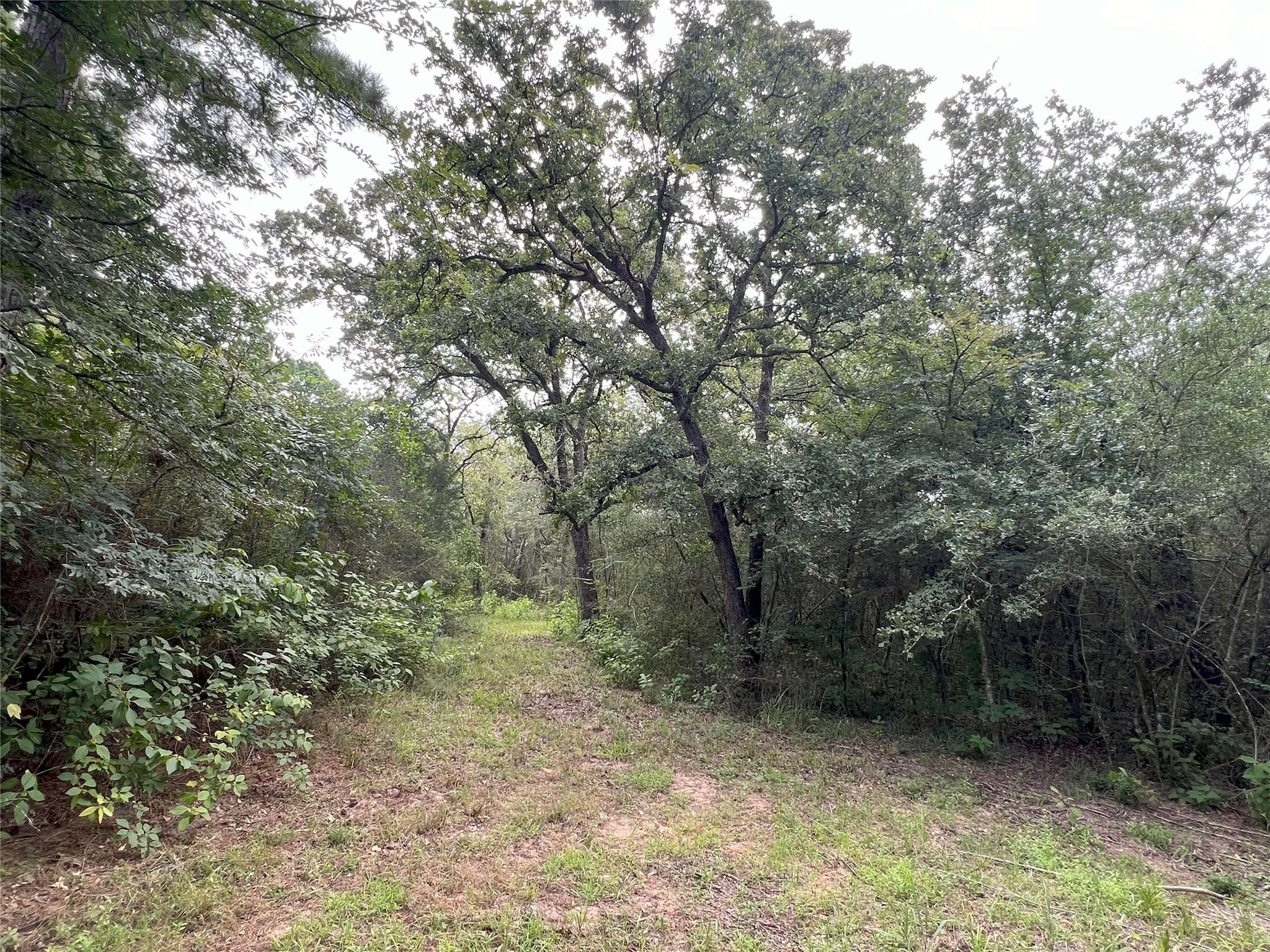 362 Rd Waller Tx 77484 Road Waller, TX 77484 - Photo 10 of 21 a view of a forest with trees in the background