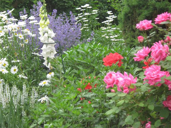 41 Longfellow Road Needham, MA 02494 - Photo 15 of 20 a view of a flower