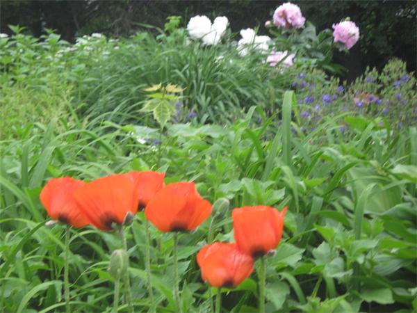 41 Longfellow Road Needham, MA 02494 - Photo 17 of 20 a view of a bunch of flowers in a pot