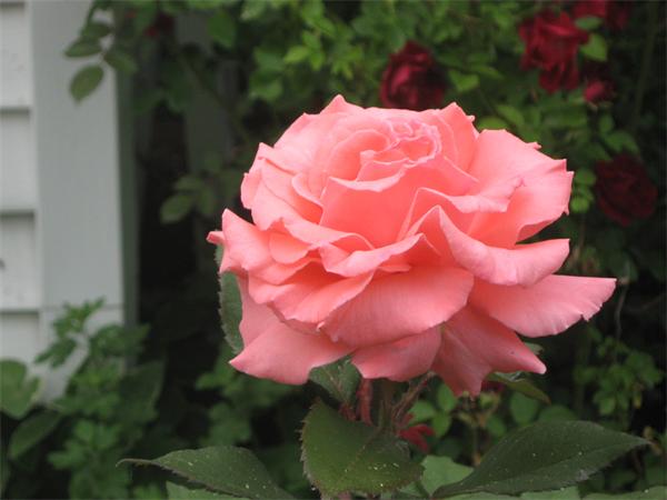 41 Longfellow Road Needham, MA 02494 - Photo 19 of 20 a view of a flower