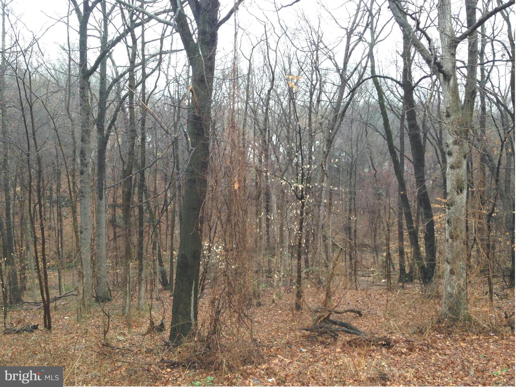 9325 Pan Ridge Road Baltimore, MD 21234 - Photo 20 of 20 a view of a forest