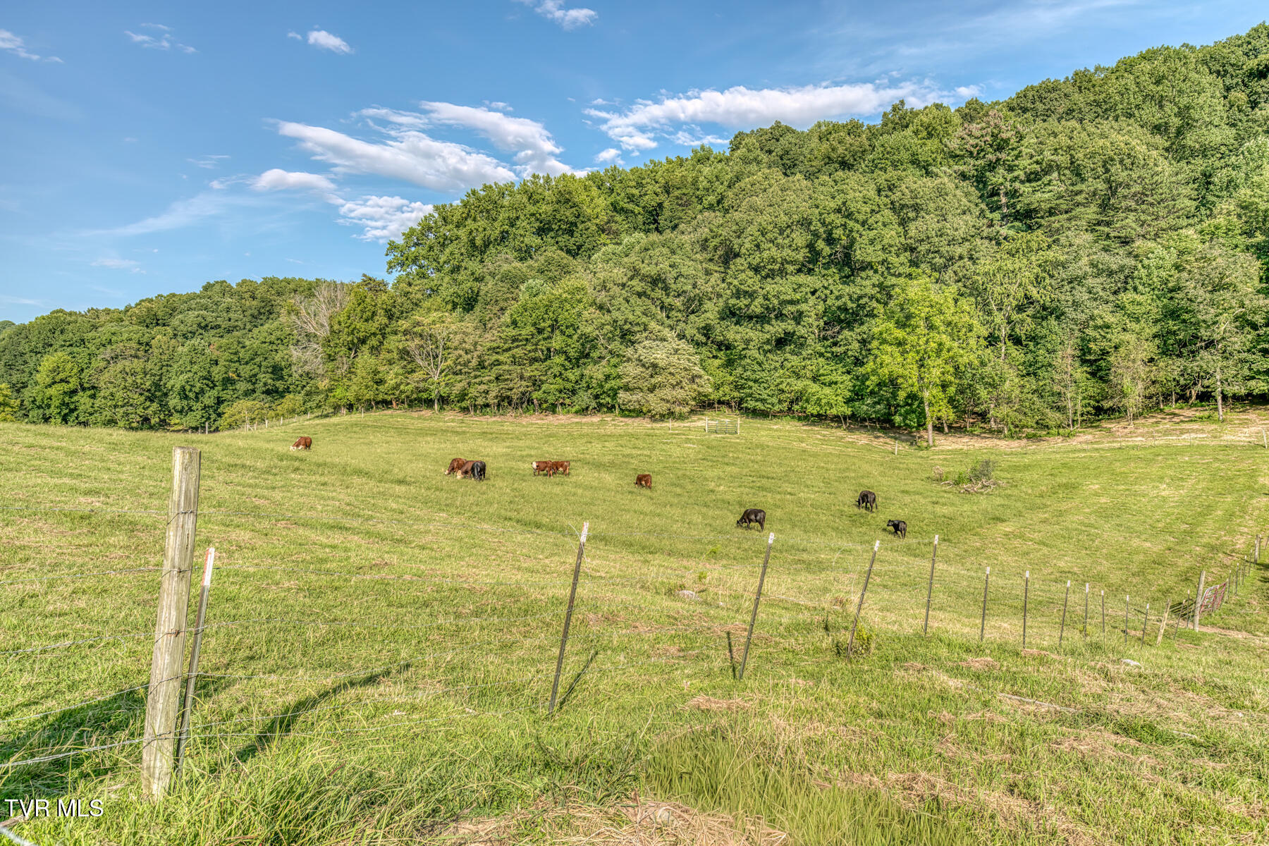 170 Burhl Chase Road Gray, TN 37615 - Photo 71 of 77 170 Burhl Chase Rd-87