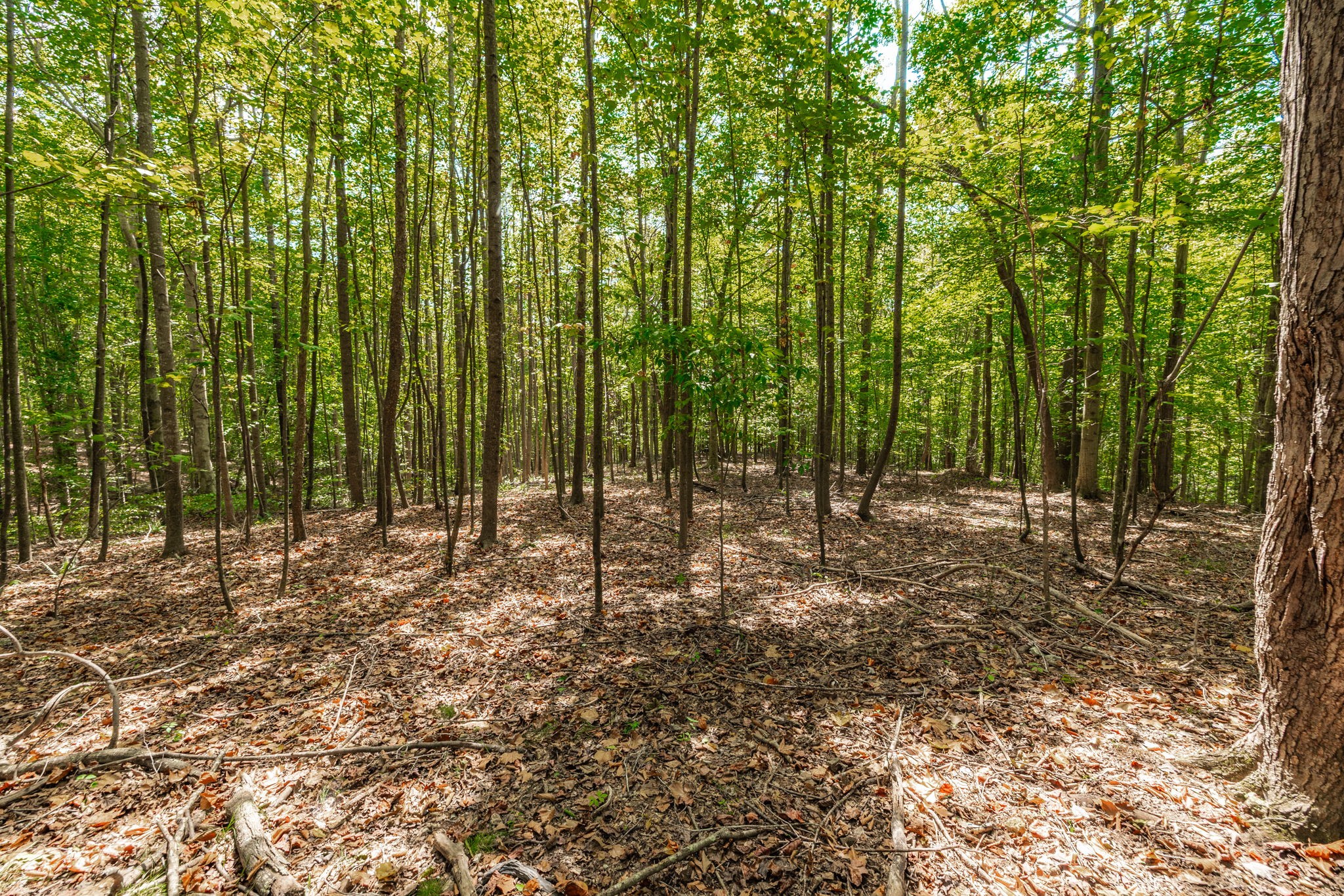 0 Spring Hollow Road Lafayette, TN 37083 - Photo 21 of 42 Gallery Image 21