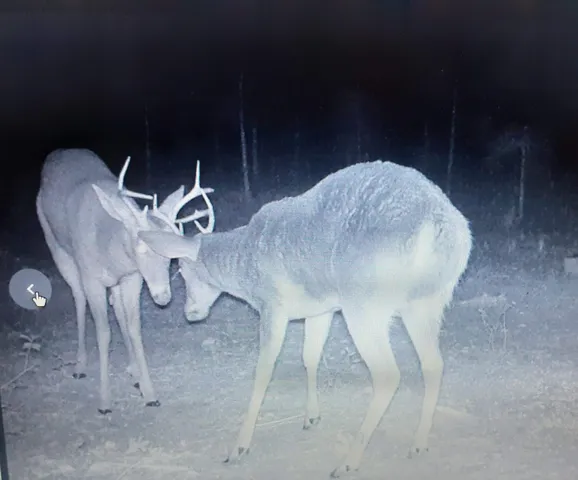 $175,000 | Vacant 20-ac Southeast Vacant 20-ac Se Parliament Trail, Lee, FL 32059