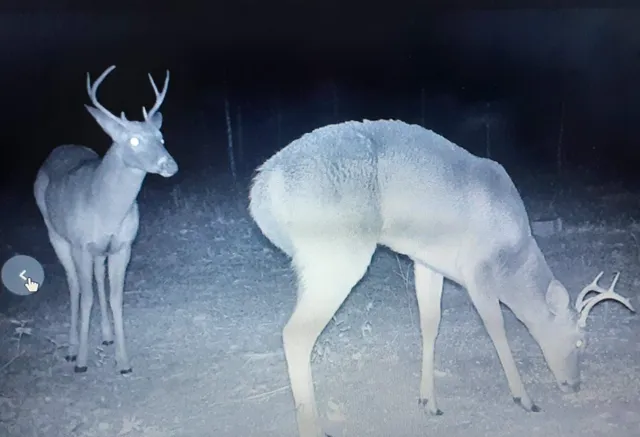 $175,000 | Vacant 20-ac Southeast Vacant 20-ac Se Parliament Trail, Lee, FL 32059