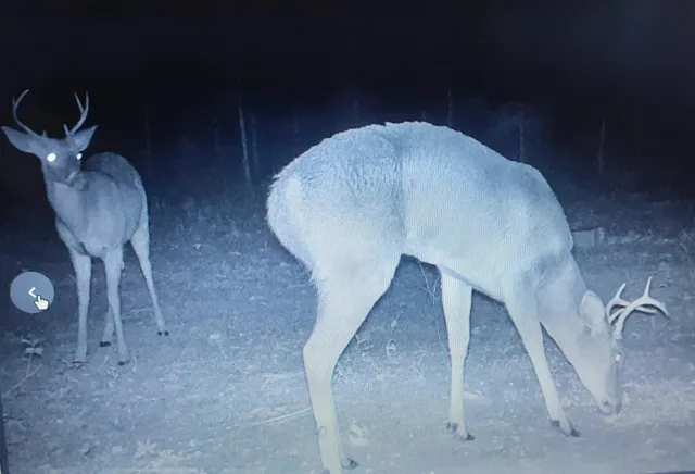 $175,000 | Vacant 20-ac Southeast Vacant 20-ac Se Parliament Trail, Lee, FL 32059