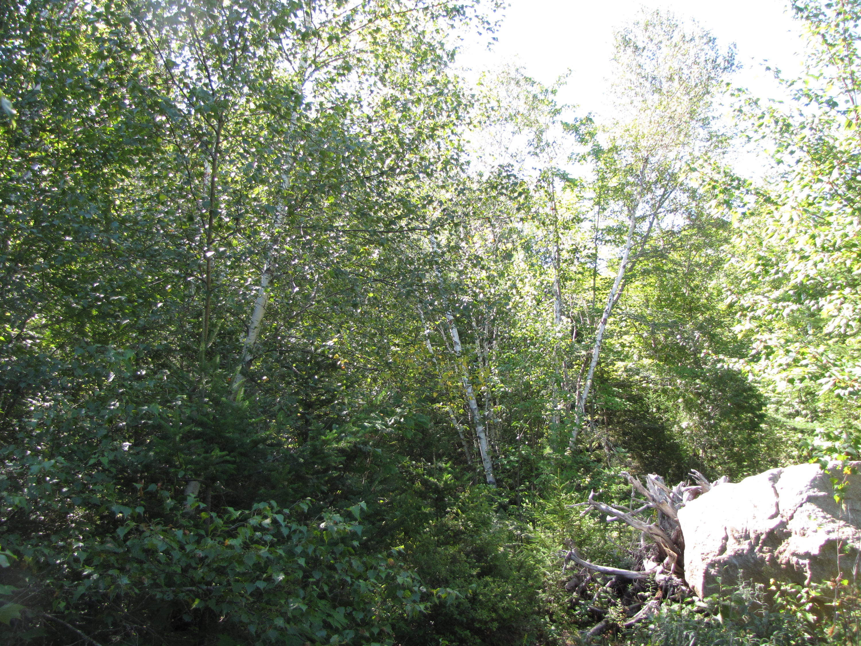 03 Plan Cherryfield, ME 04622 - Photo 15 of 36 IMG_0441