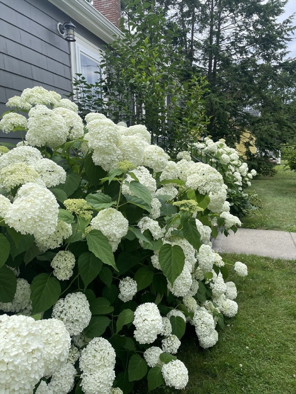 4 Carter Road Woburn, MA 01801 - Photo 27 of 28 a bunch of flowers in the back yard of the house