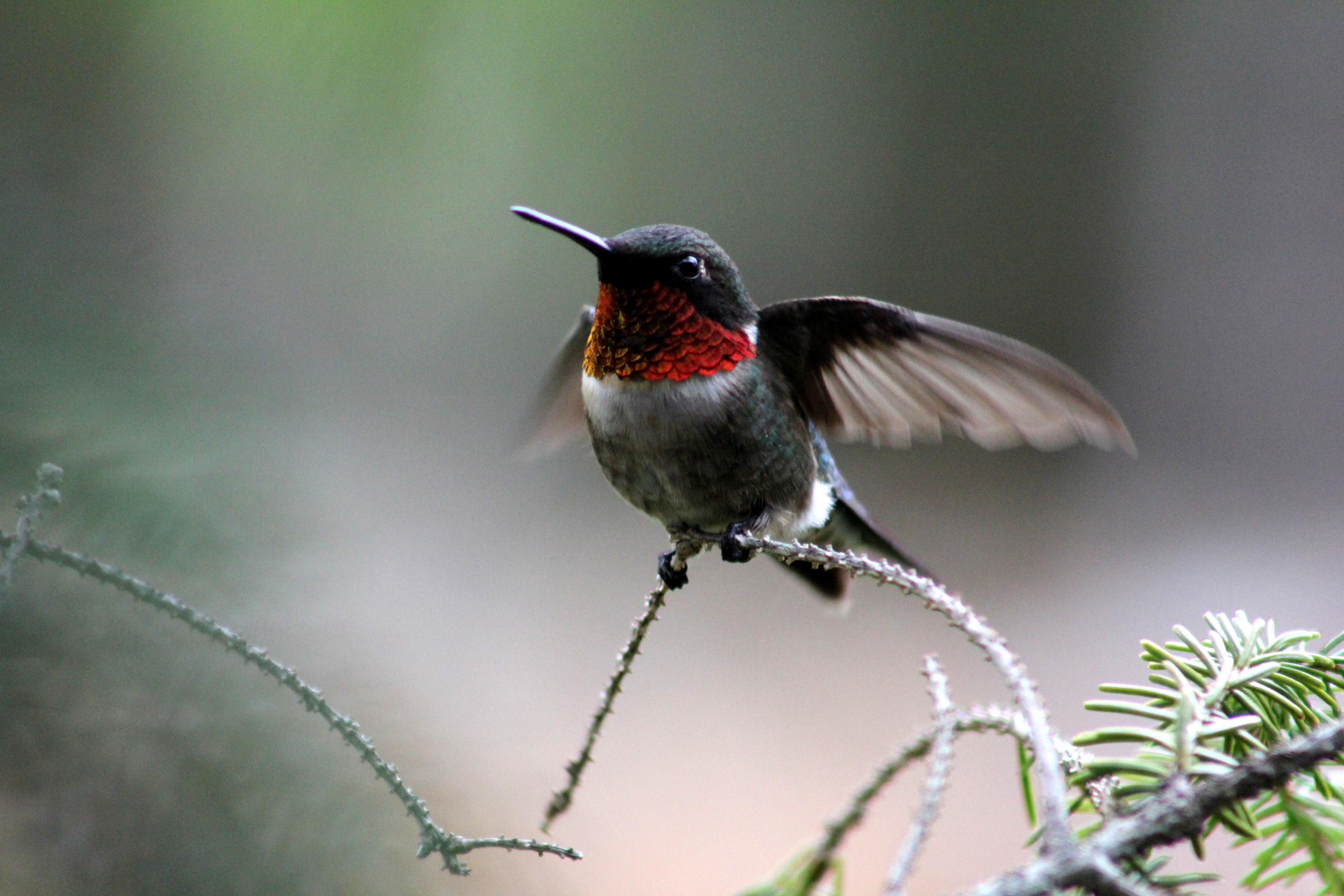 22 Mcdonald Road Parkman, ME 04443 - Photo 38 of 42 Hummingbirds...