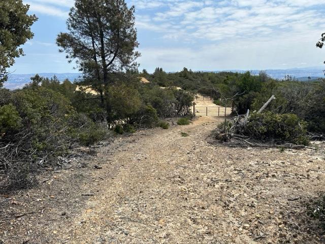 15950 Summit Road Watsonville, CA 95076 - Photo 24 of 27 a view of a yard with a tree