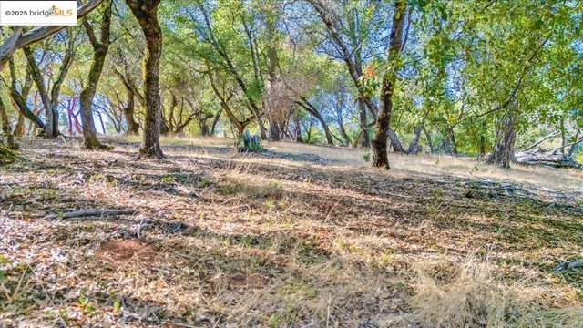 a view of a yard with plants and trees