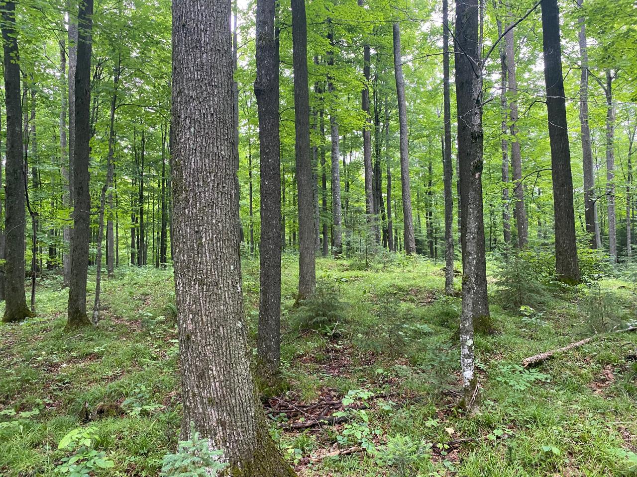 Off Ripco Road, Unit 40 ACRES Eagle River, WI 54521 - Photo 1 of 5 Gallery Image 1