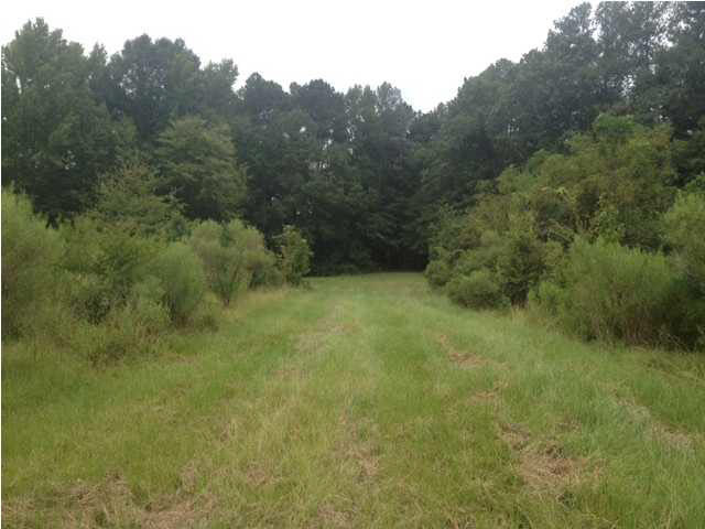 991 Petrified Forest Road Flora, MS 39071 - Photo 7 of 8 Come land your dream property!