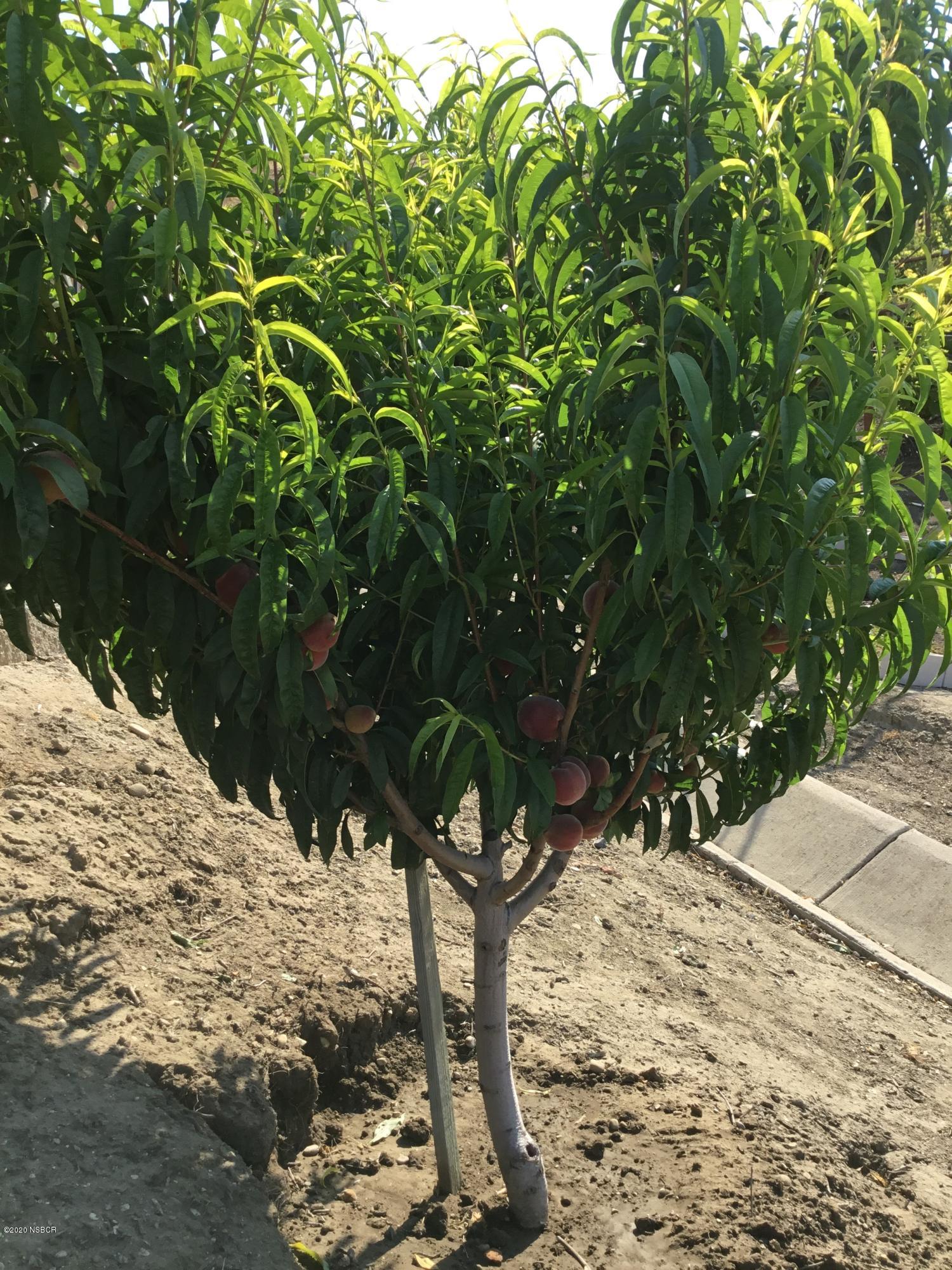 2610 Le Valley Road Lompoc, CA 93436 - Photo 33 of 36 a view of a tree