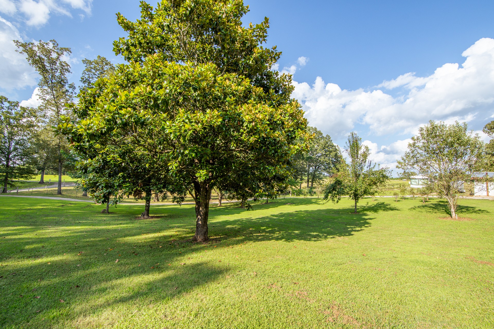 3130 Nance Bend Road Clifton, TN 38425 - Photo 54 of 76 a view of a trees with a big yard