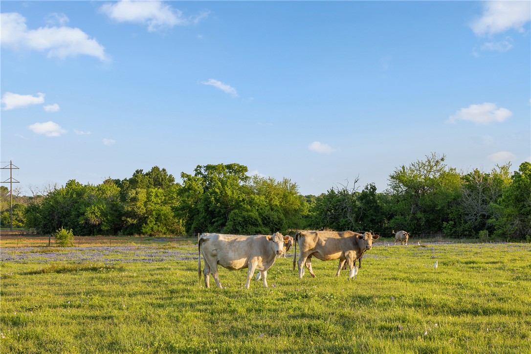 5107 Bovista Ranch Road Navasota, TX 77868 - Photo 41 of 50 a view of a lake with a yard