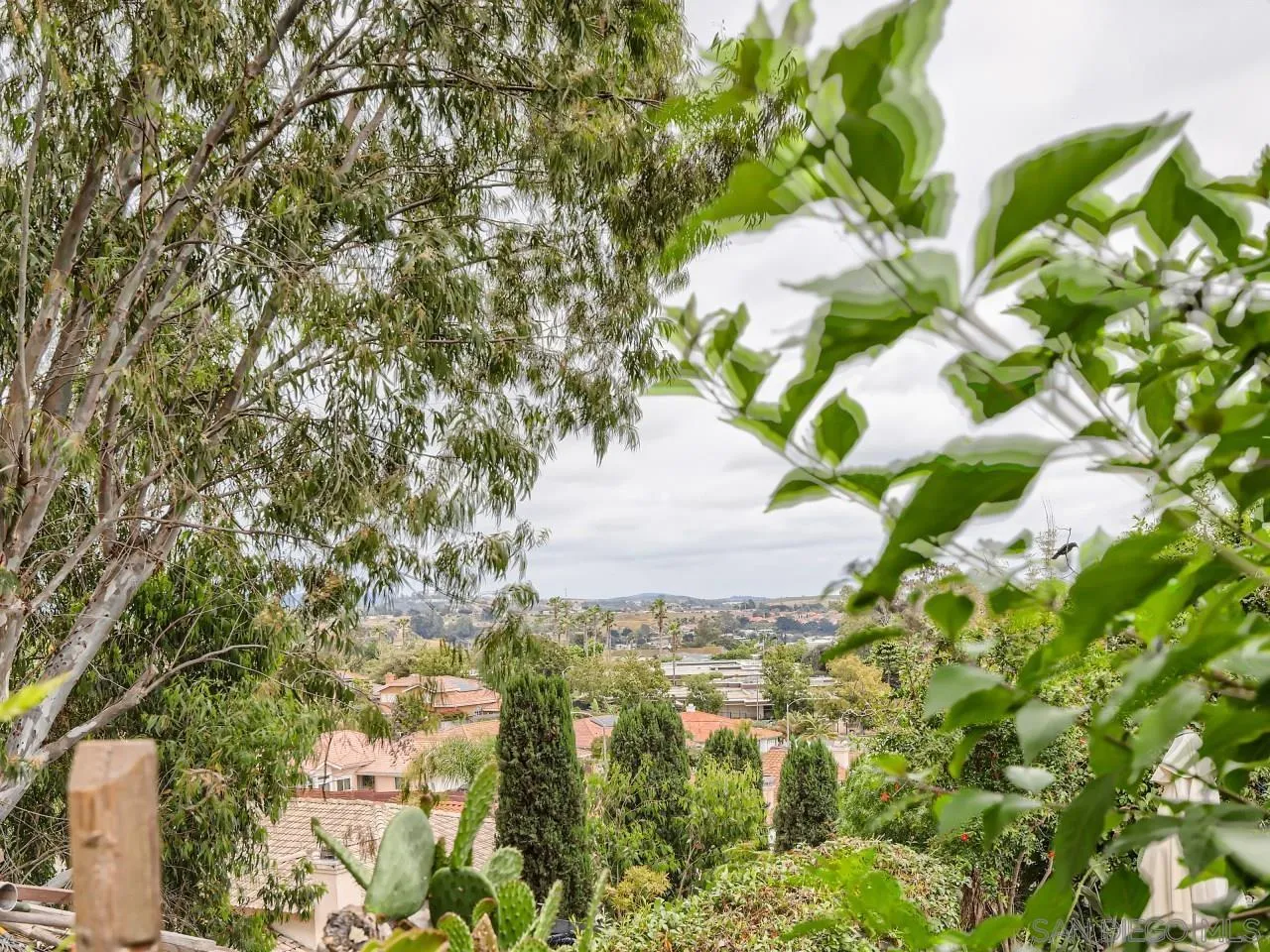 2902 Thunder Drive Oceanside, CA 92056 - Photo 30 of 30 a close up of a flower in a garden