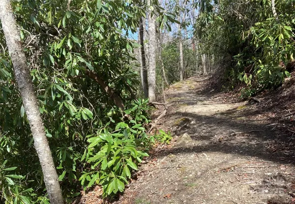 a view of a big yard with a large tree