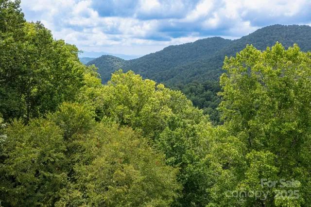 a view of a lush green forest