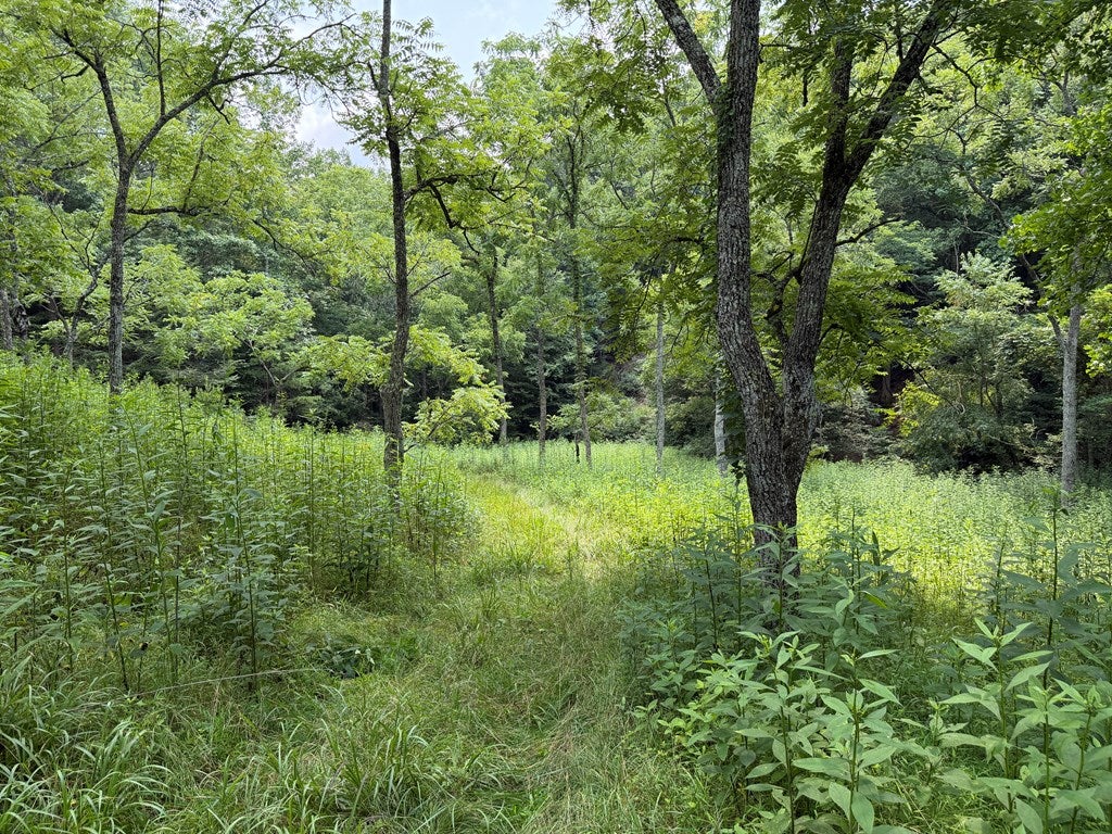 Tbd Hall Hollow Road Austinville, VA 24312 - Photo 13 of 59 Gallery Image 13