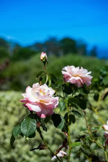 $3,500,000 | 5 Warren Court, Tiburon, CA 94920