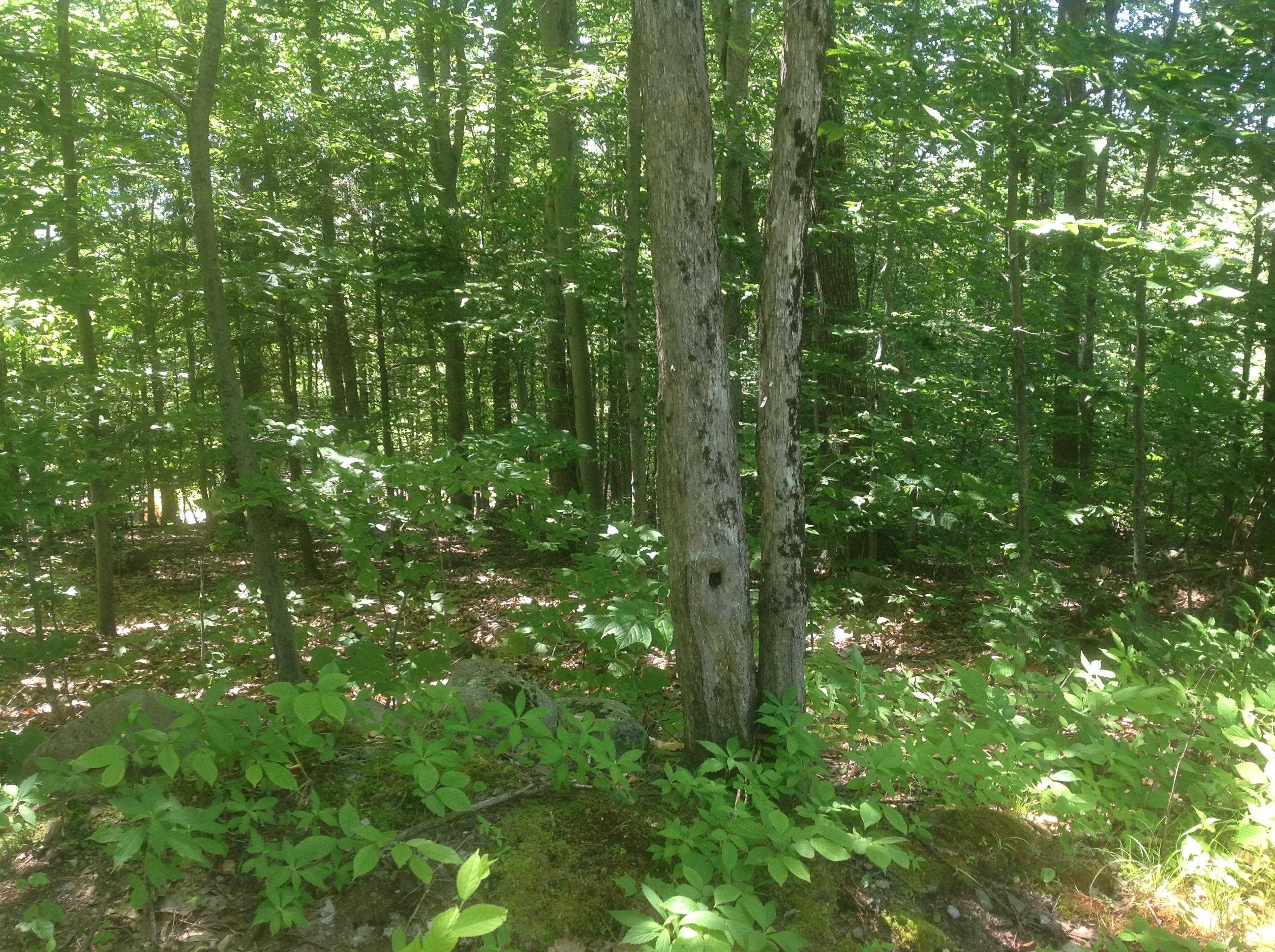 72-3 Frohock Brook Road Alton Bay, NH 03810 - Photo 5 of 31 Gallery Image 5