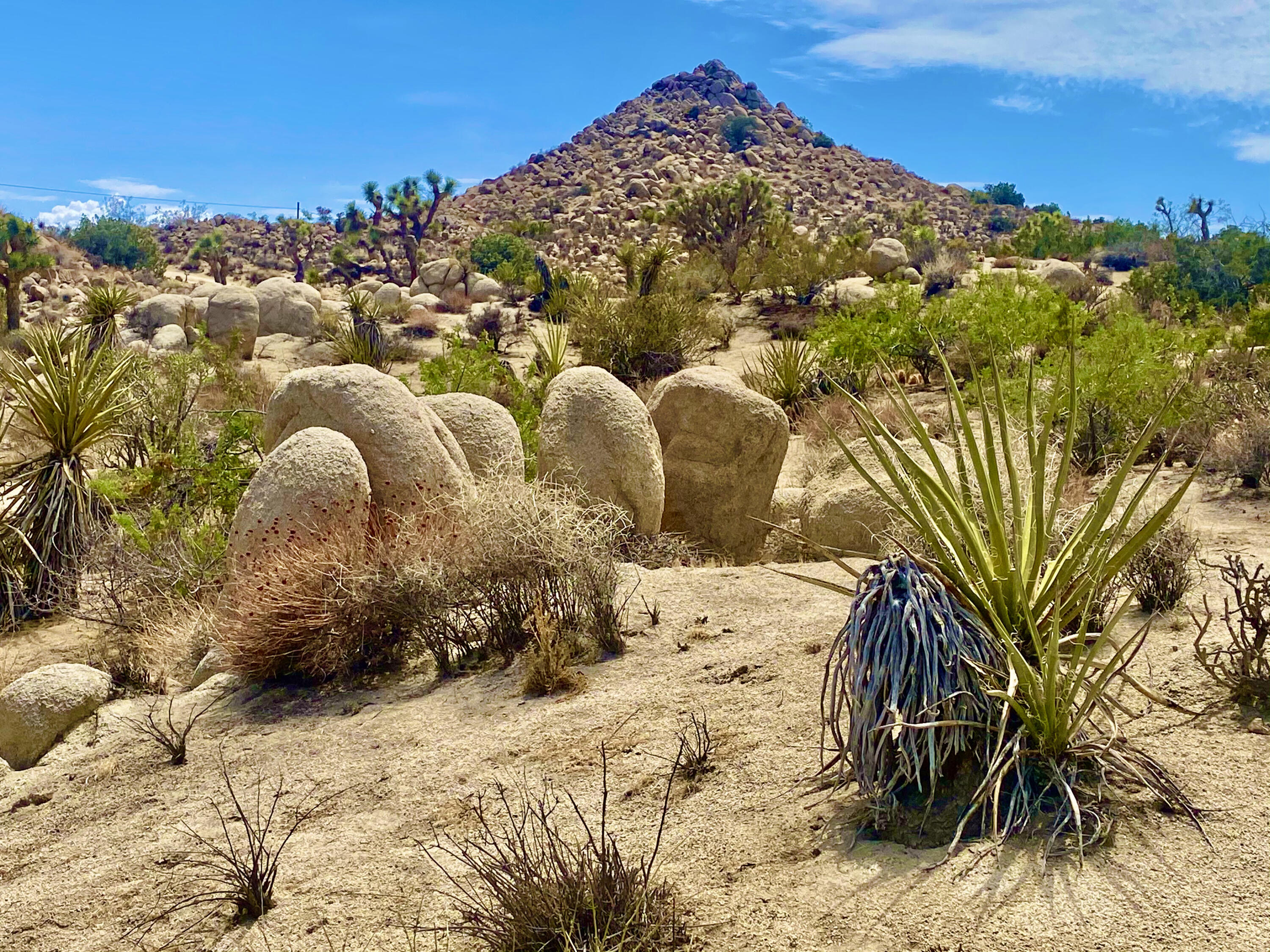104 Bandera Road Yucca Valley, CA 92284 - Photo 1 of 48 IMG_3502