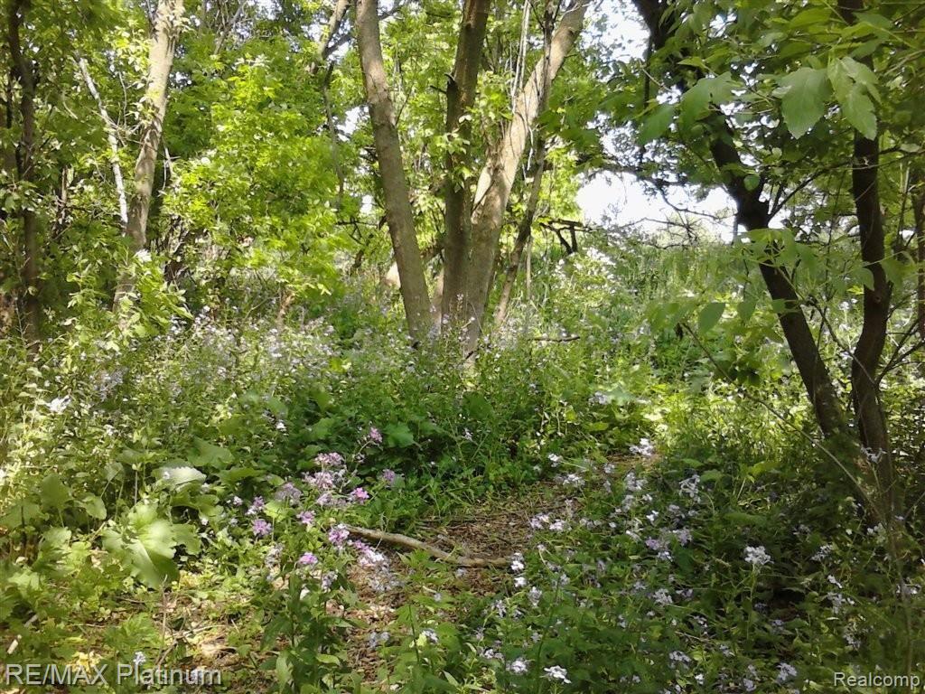wild flower path.jpg
