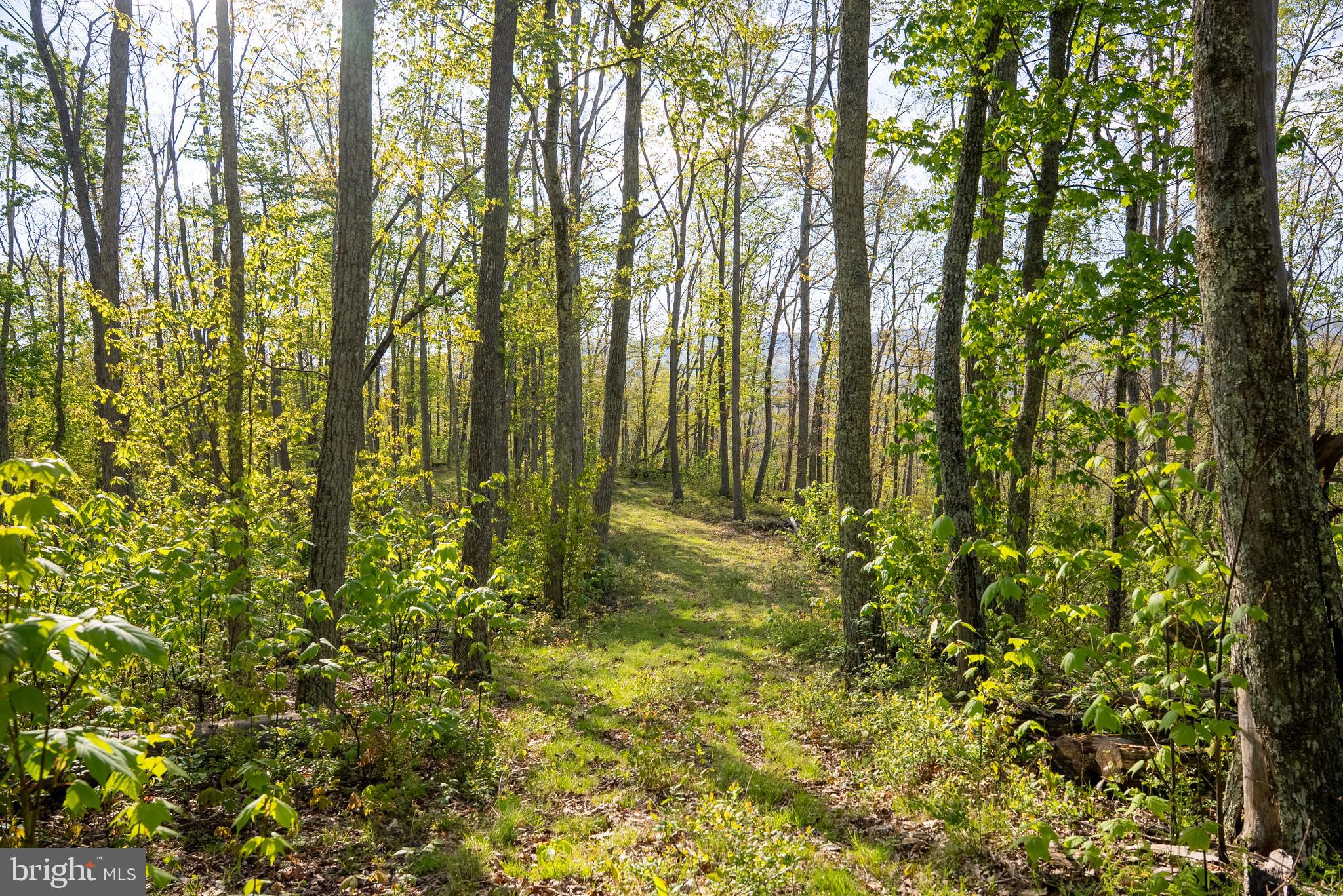 199 Green Bank Road Arbovale, WV 24915 - Photo 74 of 113