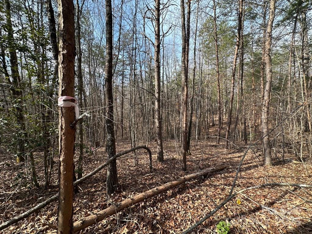 0 Sunshine Acres Road Sylva, NC 28779 - Photo 6 of 7 a view of a forest with trees in the background