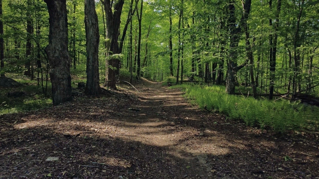 32 Hollow Road Wales, MA 01081 - Photo 13 of 35 a view of a forest with trees