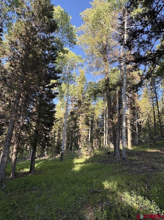 447 Ute Road Cimarron, CO 81220 - Photo 4 of 6