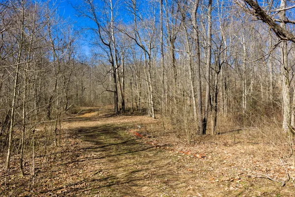 a view of a covered with large trees