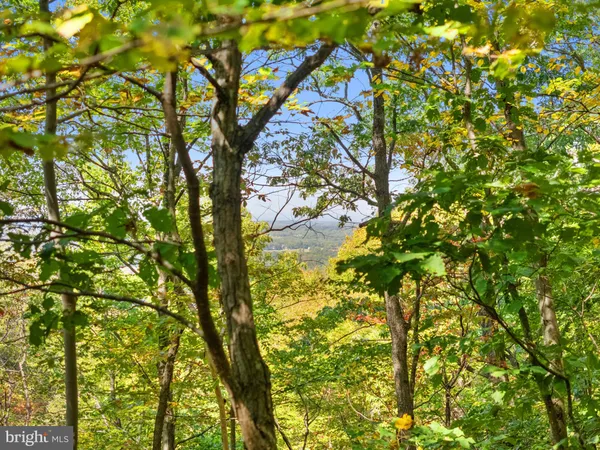 a view of a trees with a yard