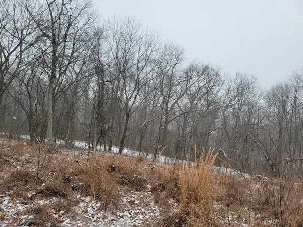 a view of outdoor space and trees