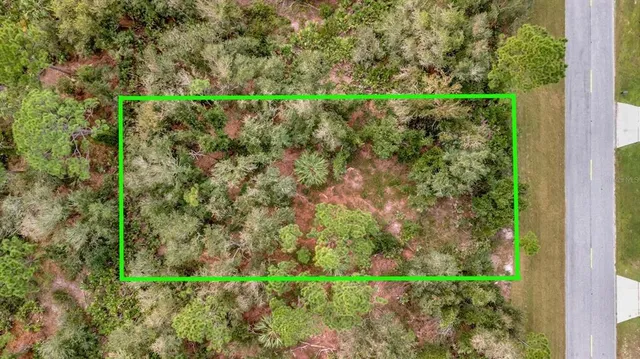 a close up of a plant in a garden