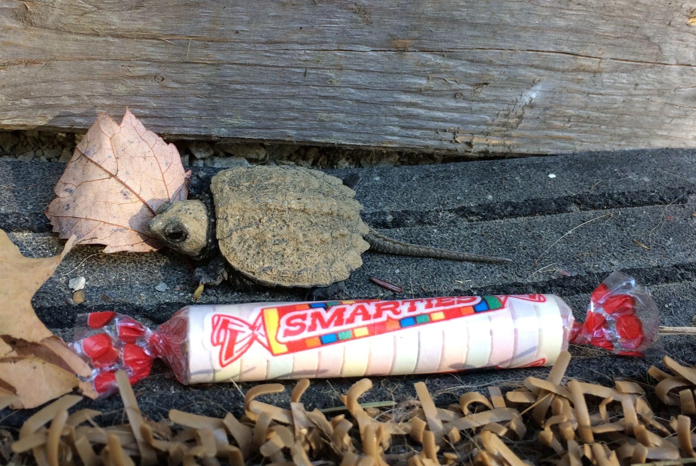 185 Durham Bridge Road Newport, ME 04953 - Photo 66 of 116 Baby Painted Turtle
